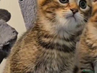 Scottish Fold cats Beautiful Scottish Fold Kittens - Advert 1