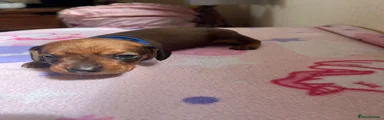 Miniature Dachshund 2 blue