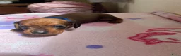 Miniature Dachshund dogs for sale:  Miniature Dachshund Puppies 🐾 in Newton Abbot - Advert 14