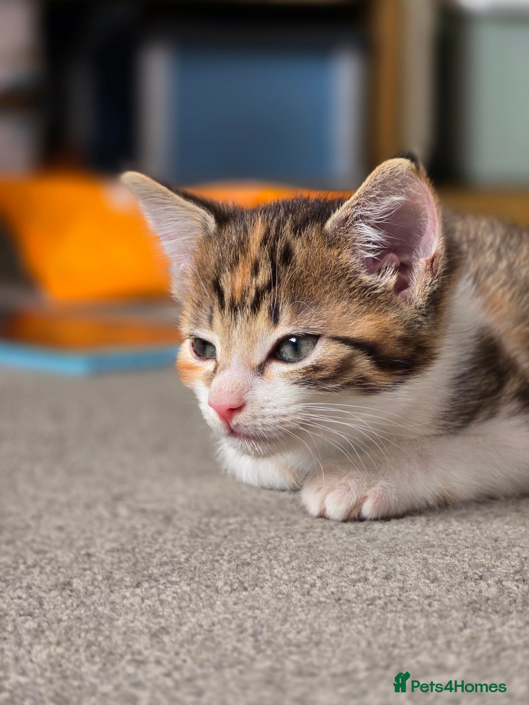 Domestic Shorthair cats for sale: Beautiful Girl Kitten ready to leave - Image 6