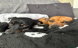 Mixed Breed dogs for sale: Dashund x Frenchie - Image 3