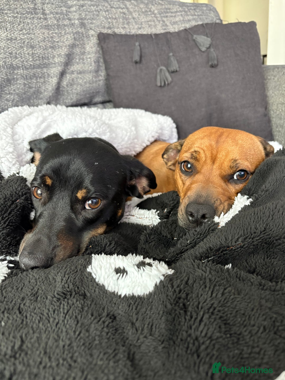 Mixed Breed dogs for sale: Dashund x Frenchie - Image 3