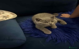 British Shorthair cats for sale: Shorthair Kittens for Sale - Champion Bloodline - Image 7