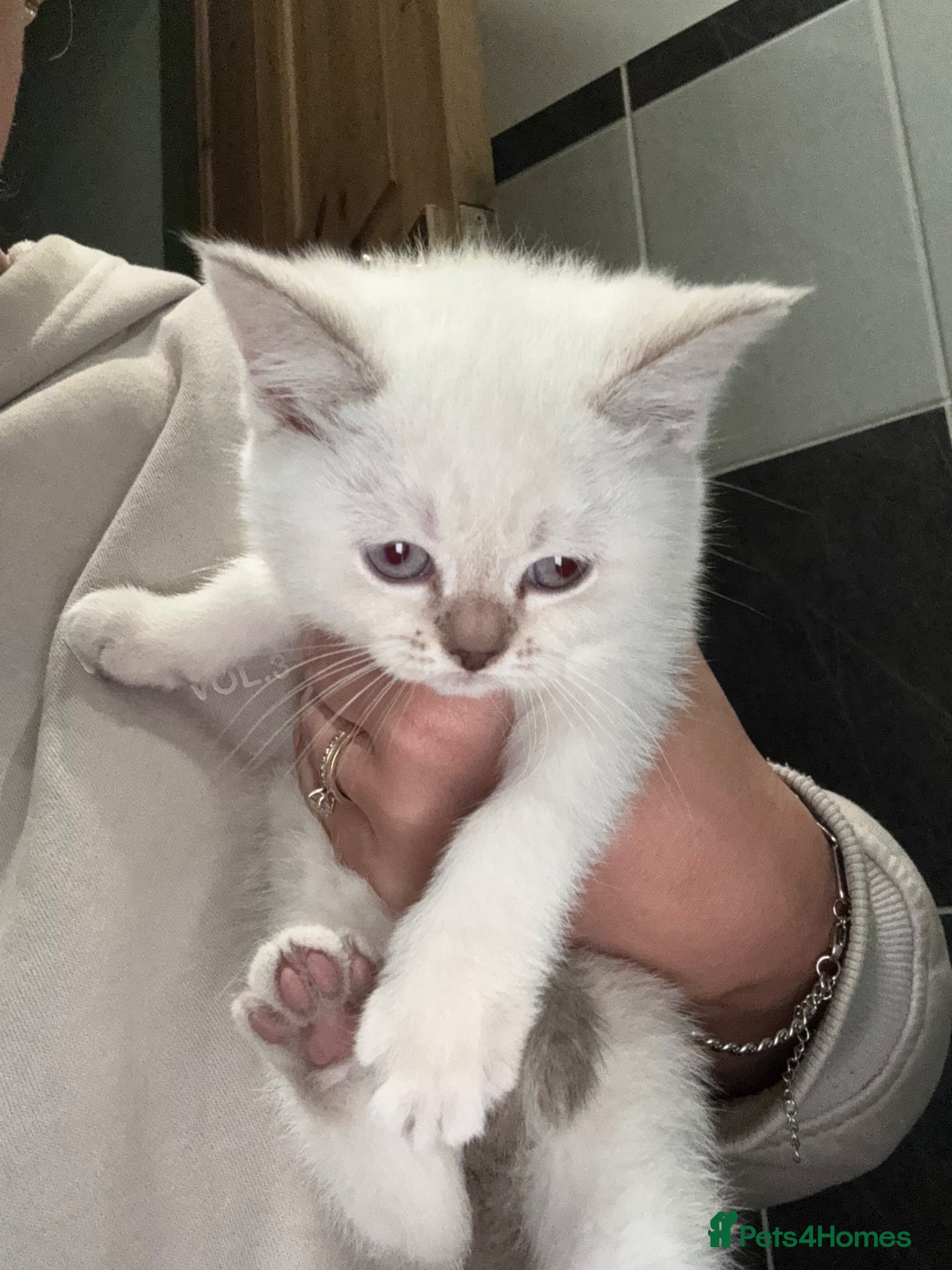 British Shorthair cats BSH 2 FEMALES LEFT READY NOW  - Advert 2