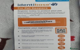 Bengal cats for sale: Kathleen and Zeus Jr - Image 16