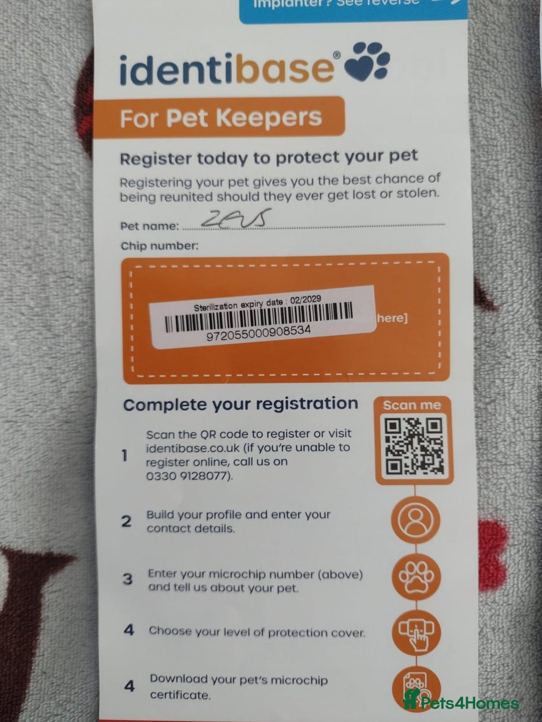 Bengal cats for sale: Kathleen and Zeus Jr - Image 16