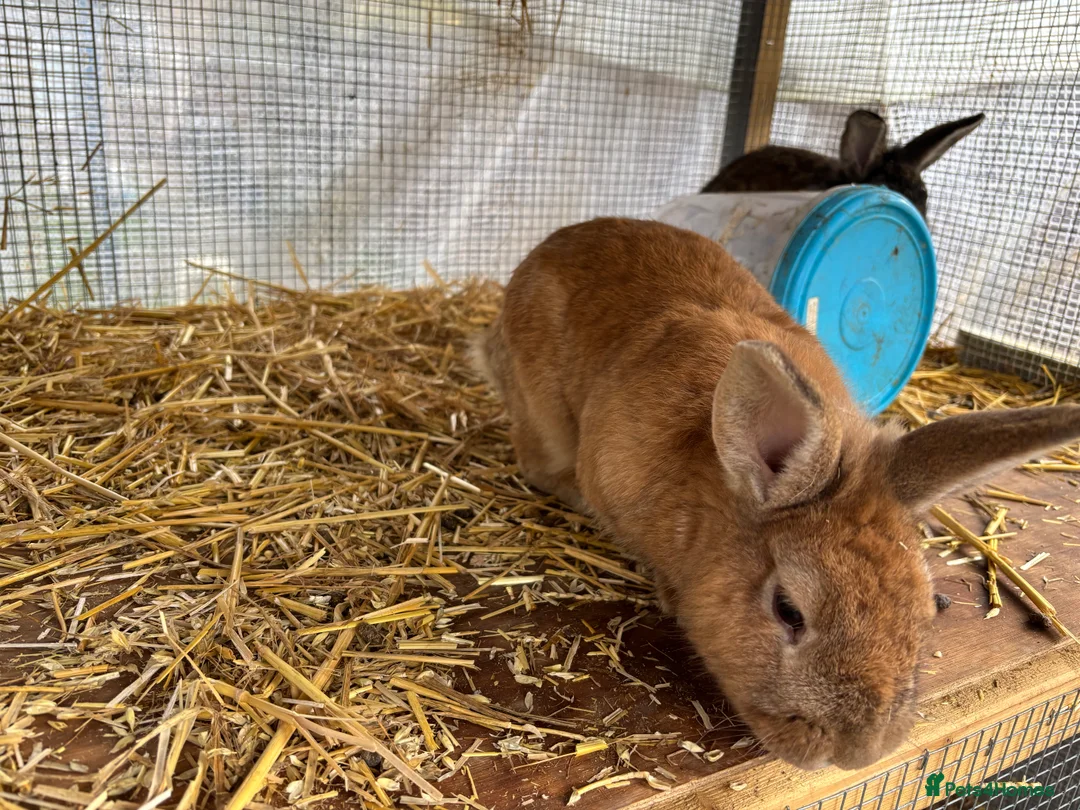 Lionhead rabbits for sale: Lionhead mix breed rabbit in London - Advert 2