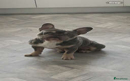 French Bulldog dogs for sale: Pablo  - Image 1