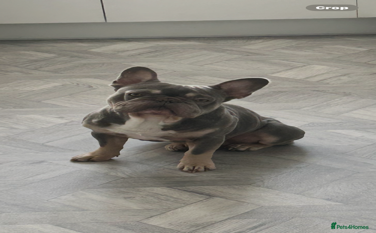 French Bulldog dogs - Advert 1