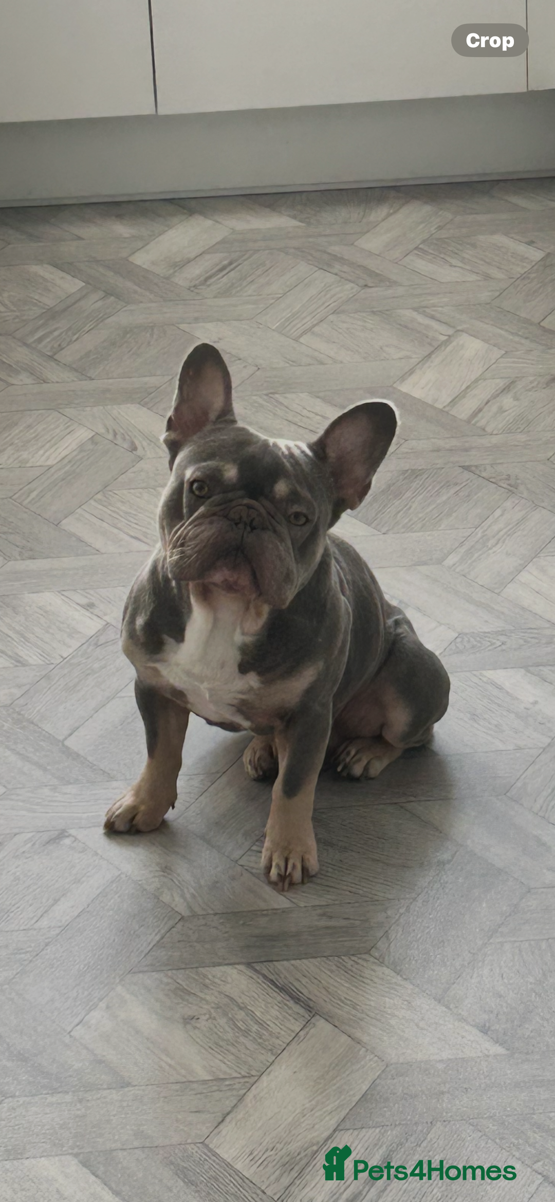 French Bulldog dogs for sale: Pablo  - Image 1