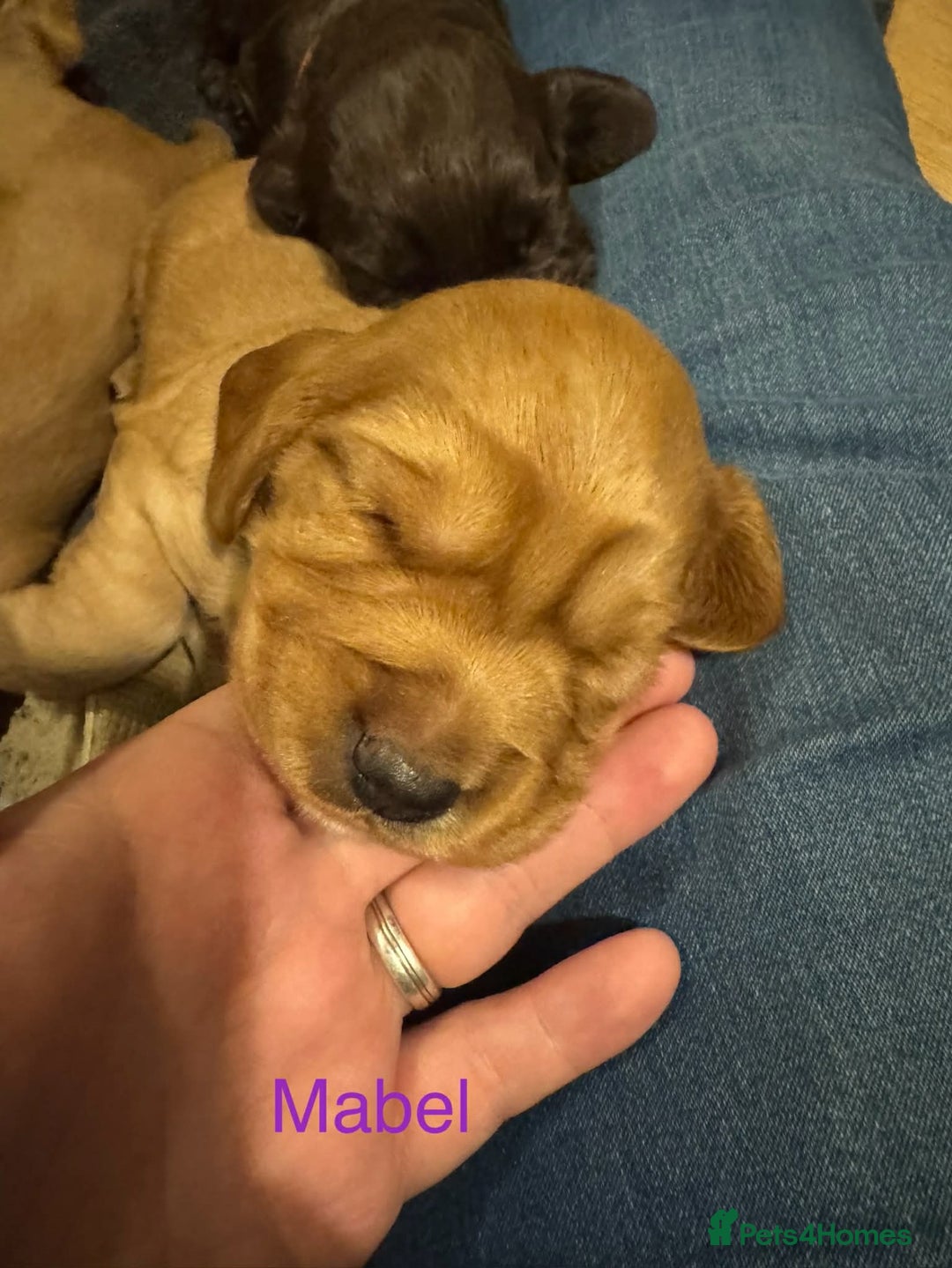 Cocker Spaniel dogs for sale: Cocker spaniel puppies - Advert 11