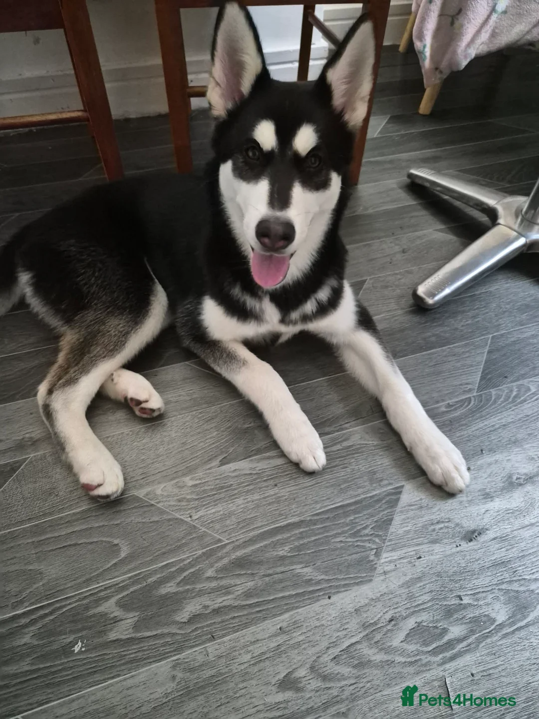 Siberian Husky dogs for sale: Husky x akita in Crewe - Advert 1