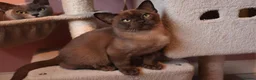 Burmese cats for sale: Beautiful Healthy Burmese  - Advert 30