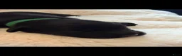 Australian Labradoodle dogs for sale: Multigenerational Australian Labradoodle puppies  - Advert 17