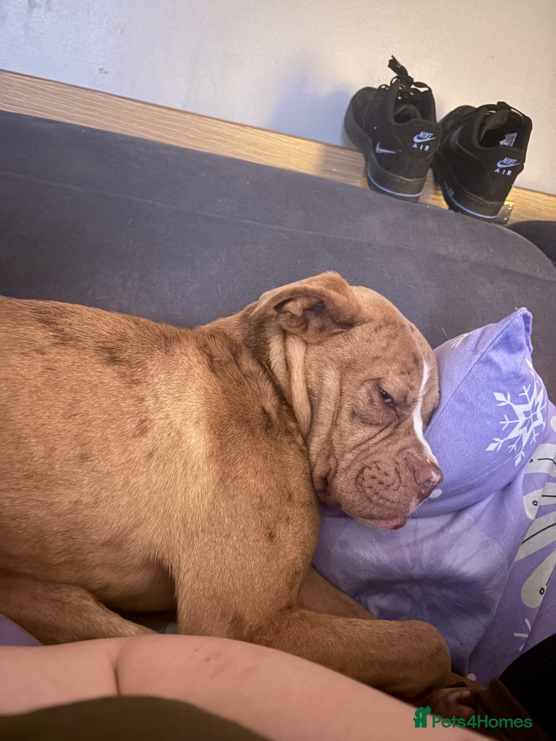 Olde English Bulldogge dogs for sale: Effie  - Advert 2