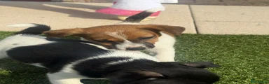 Jack Russell 2
