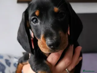 Dachshund dogs KC Standard Dachshund puppies Ready this weekend! - Advert 11