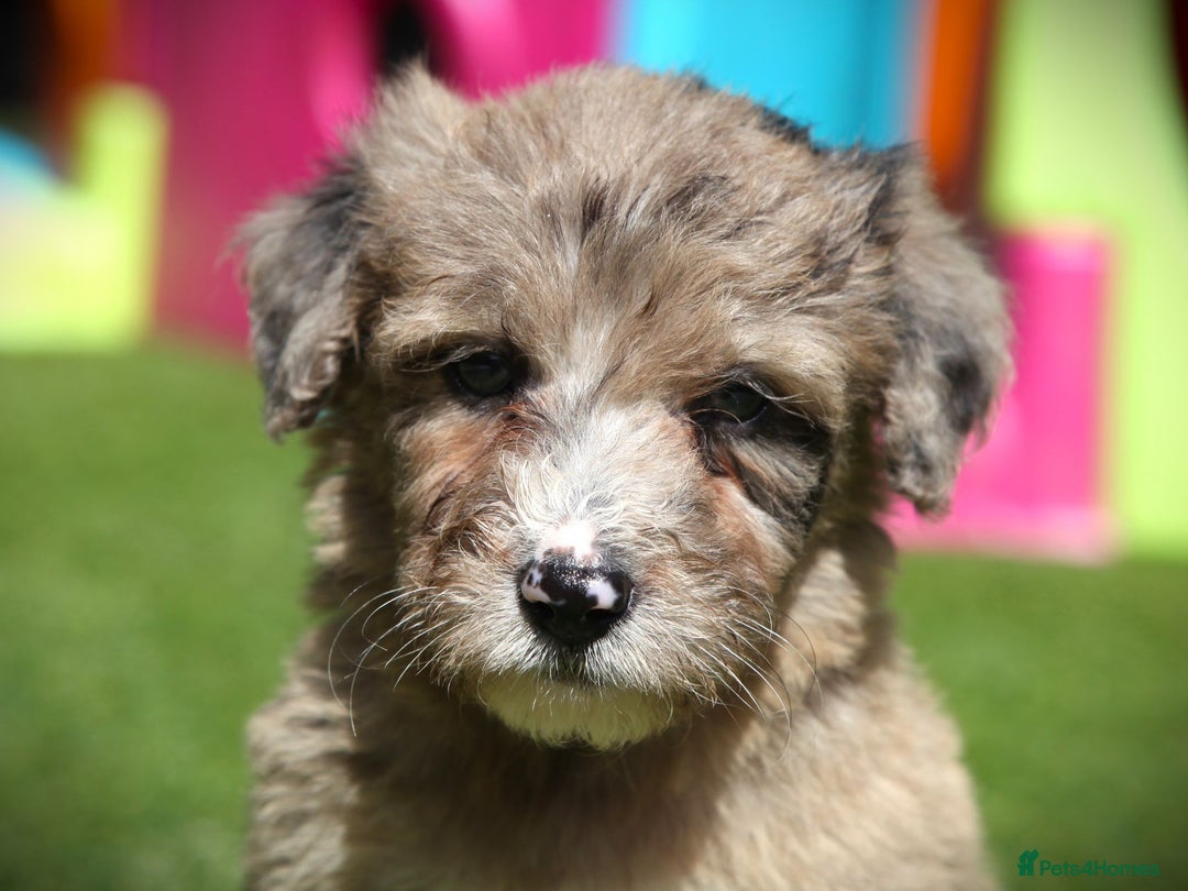 Bordoodle dogs for sale: Bordoodles Raised Right ✨ - Image 1