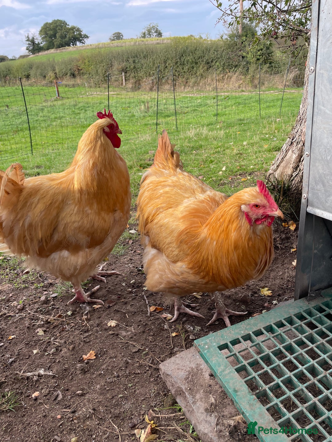 Chickens poultry for sale: Pure Buff Orpington Cockerels  - Image 3