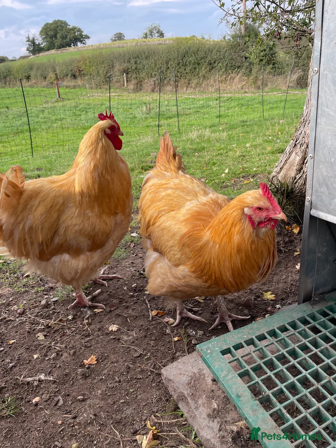 Chickens poultry for sale: Pure Buff Orpington Cockerels  - Advert 3