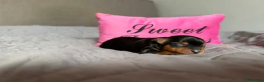 Yorkshire Terrier 3