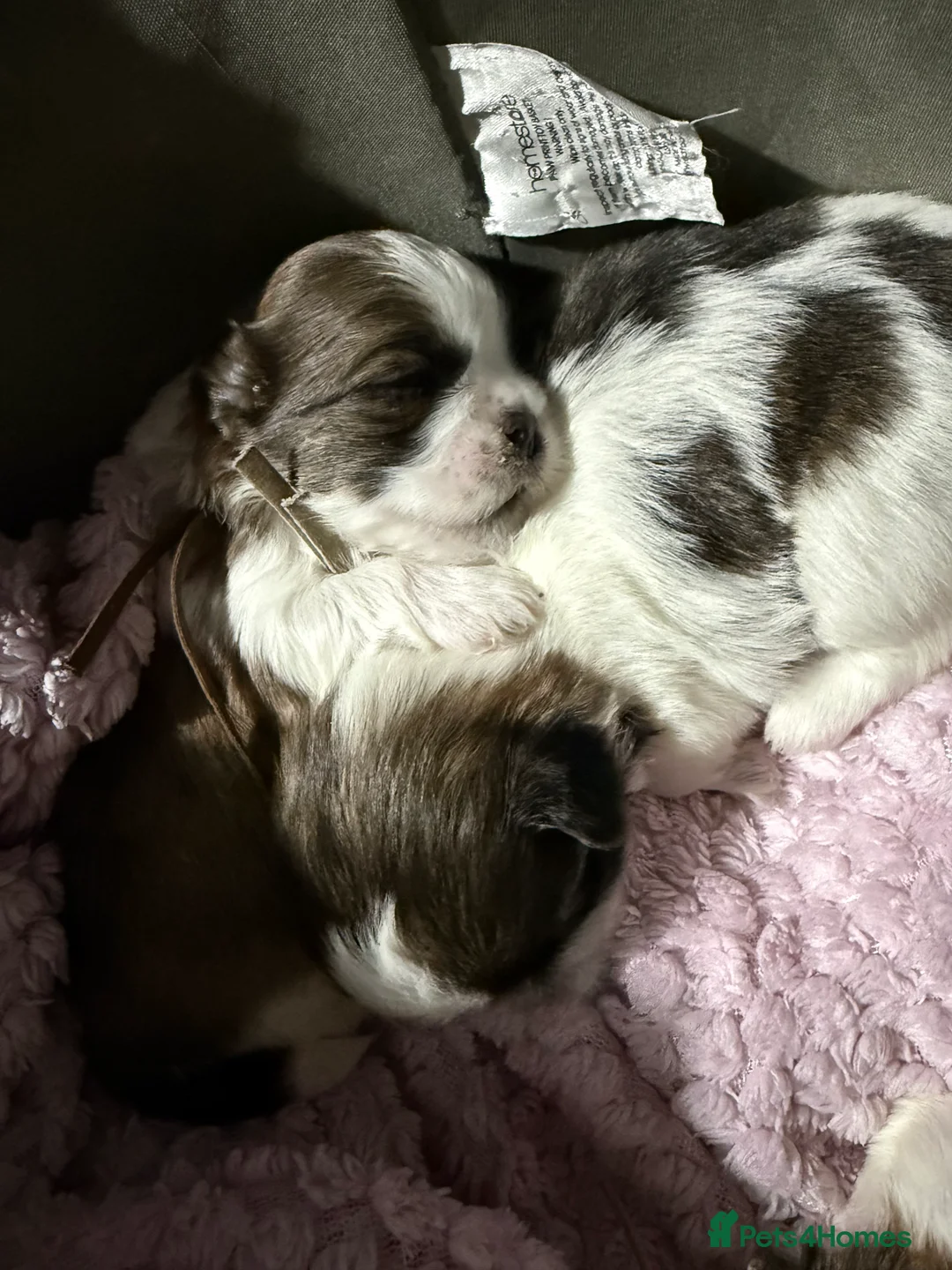 Shih Tzu dogs for sale: 4 beautiful puppies for sale  - Advert 19
