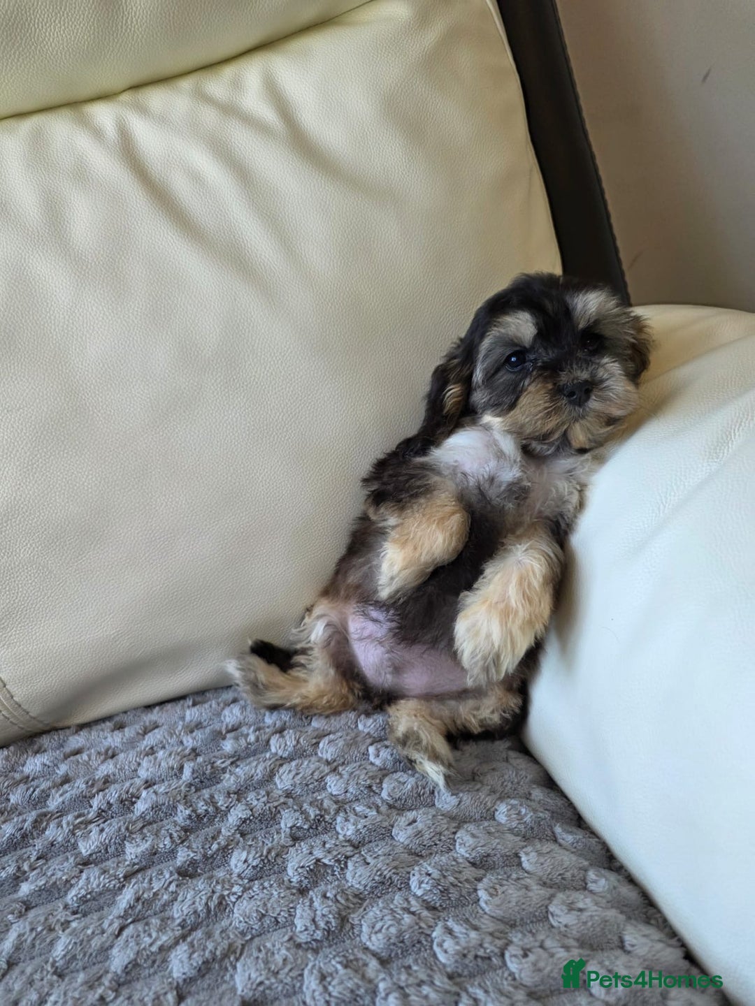 Cockapoo dogs for sale: Cockapoo puppies - Image 10