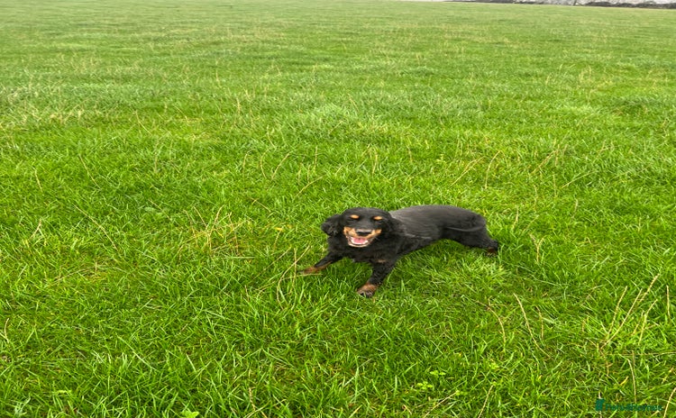 Cocker Spaniel dogs Show type Cocker Spaniel female - Advert 16