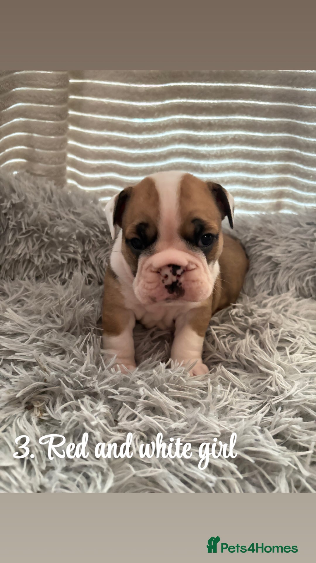 English Bulldog dogs for sale: Kc stunning English bulldog puppies - Advert 15