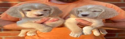 Clumber Spaniel dogs for sale: Health Tested Working Cocker x Clumber Puppies - Advert 8