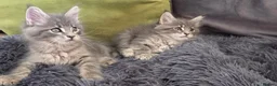 Maine Coon cats for sale: Maine coon kitten  - Advert 21