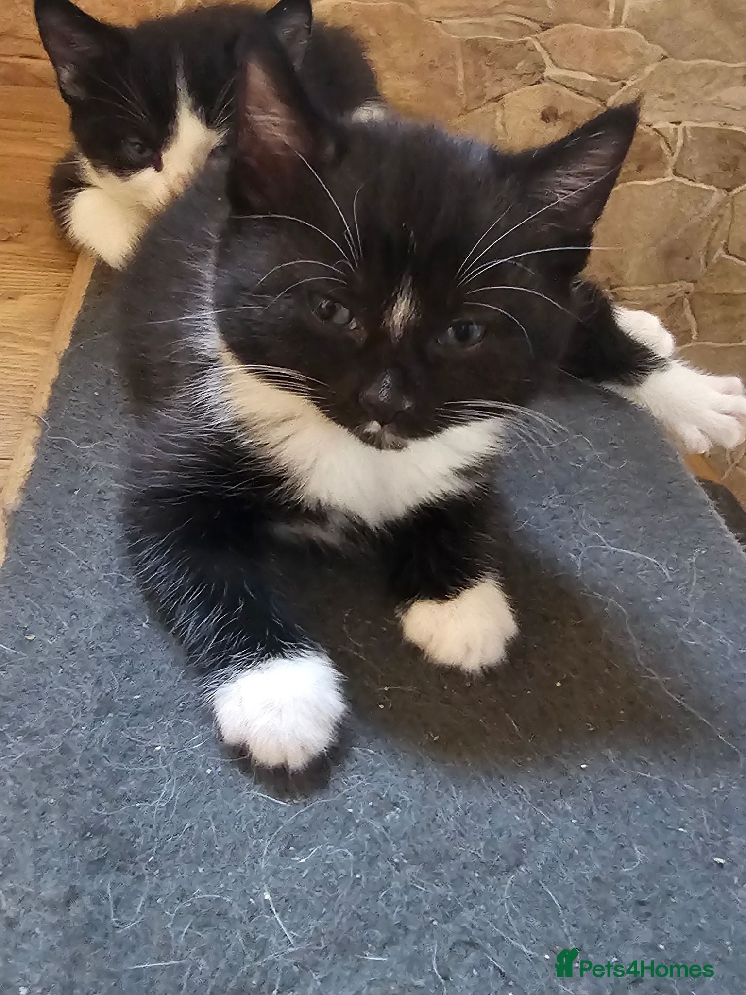 Mixed Breed cats Adorable Black & White Kittens for Sale 🐾 - Advert 2