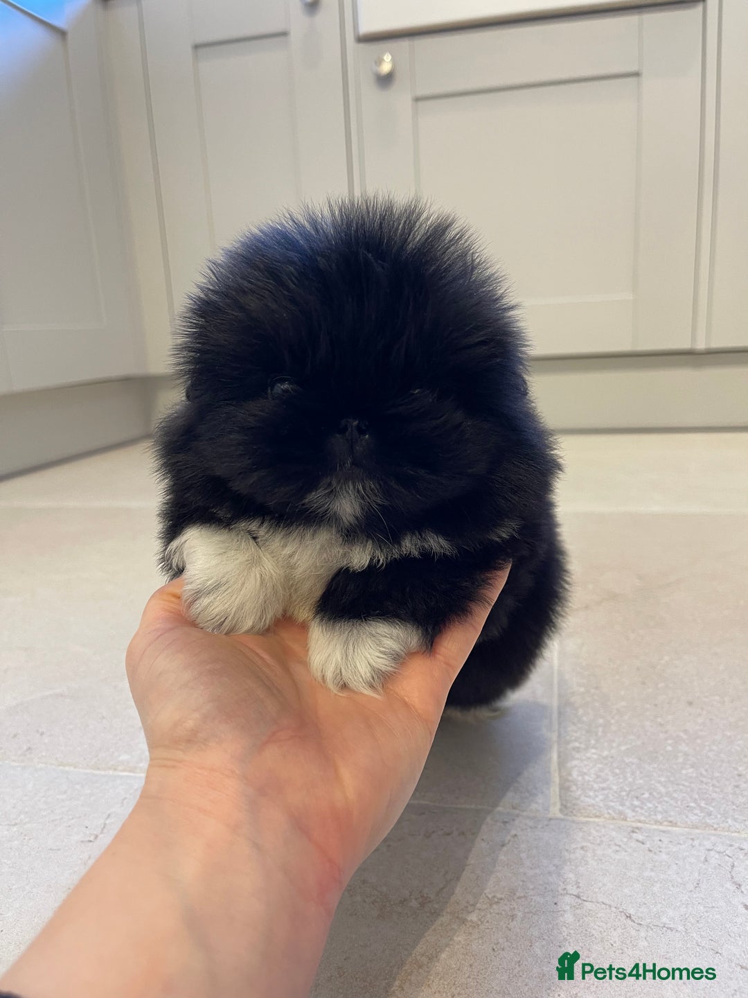 Pekingese dogs for sale: Gorgeous KC registered Pekingese Puppies  - Advert 6