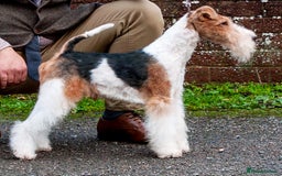 Fox Terrier dogs for stud: Available at stud in Leven - Image 1