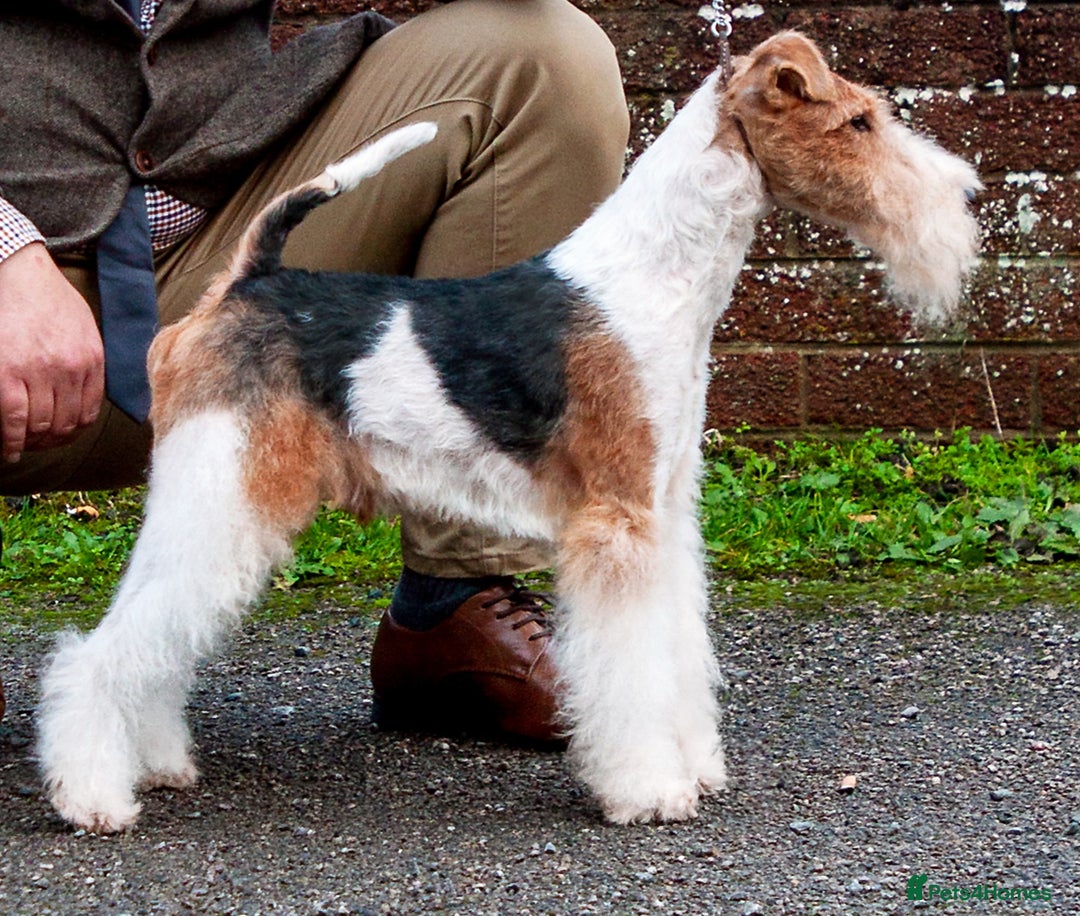 Fox Terrier dogs for stud: Available at stud in Leven - Image 1