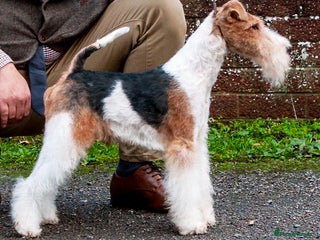 Fox Terrier dogs Available at stud in Leven - Advert 1