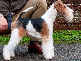 Fox Terrier dogs Available at stud in Leven - Advert 3