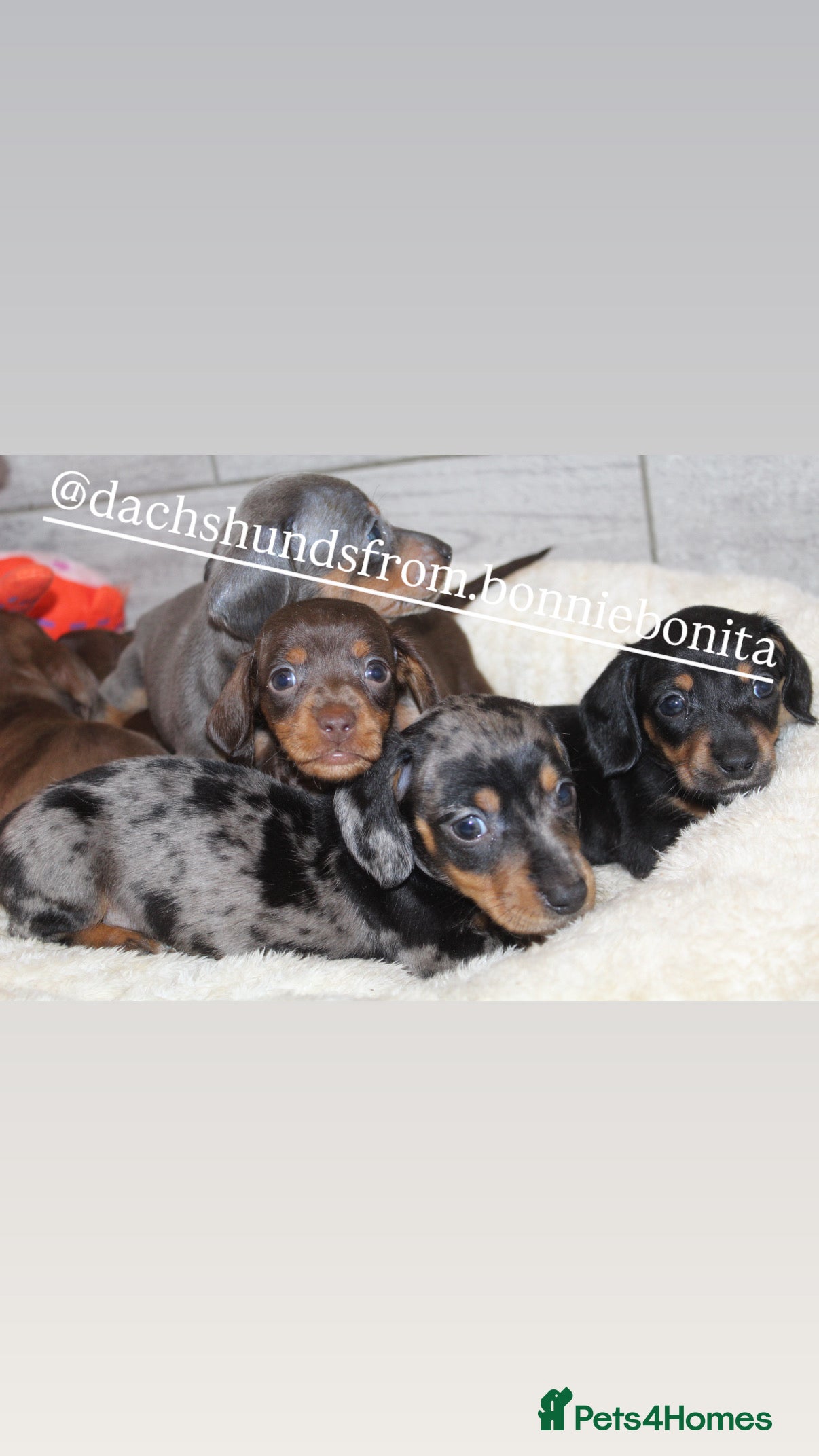 Miniature Dachshund dogs 🩷✨Available mini PRA clear pups !✨🩷 - Advert 6