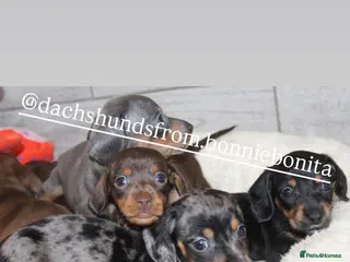 Miniature Dachshund dogs 🩷✨Available mini PRA clear pups !✨🩷 - Advert 16