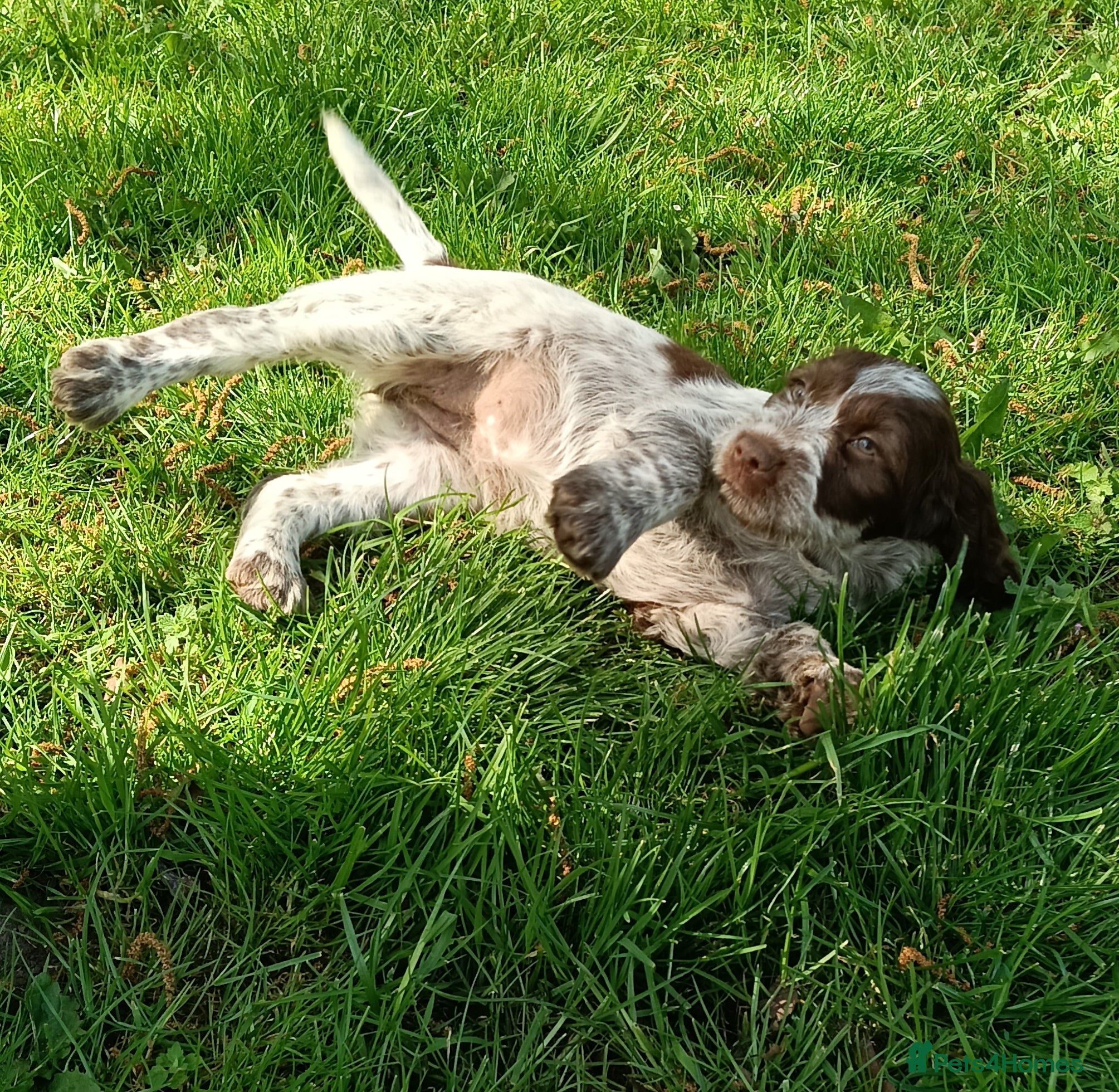 Mixed Breed dogs Rare original Fenlander puppies  - Advert 2