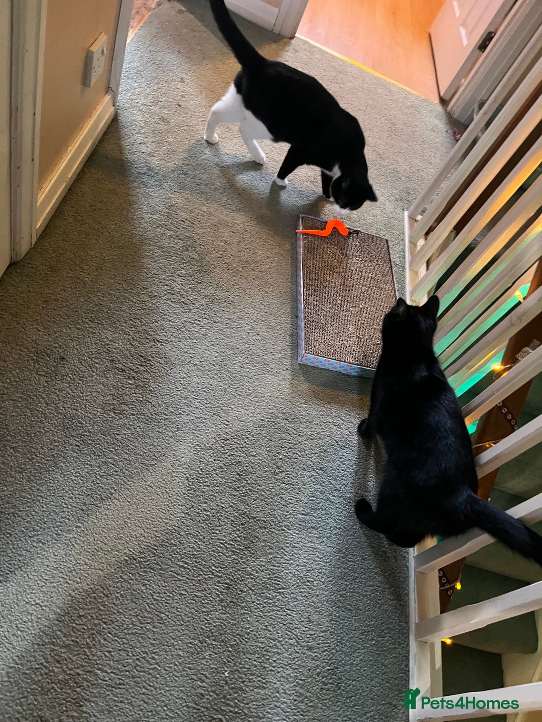 Mixed Breed cats for adoption: Rescue siblings Bumble and Bee need 1st ever home - Advert 14