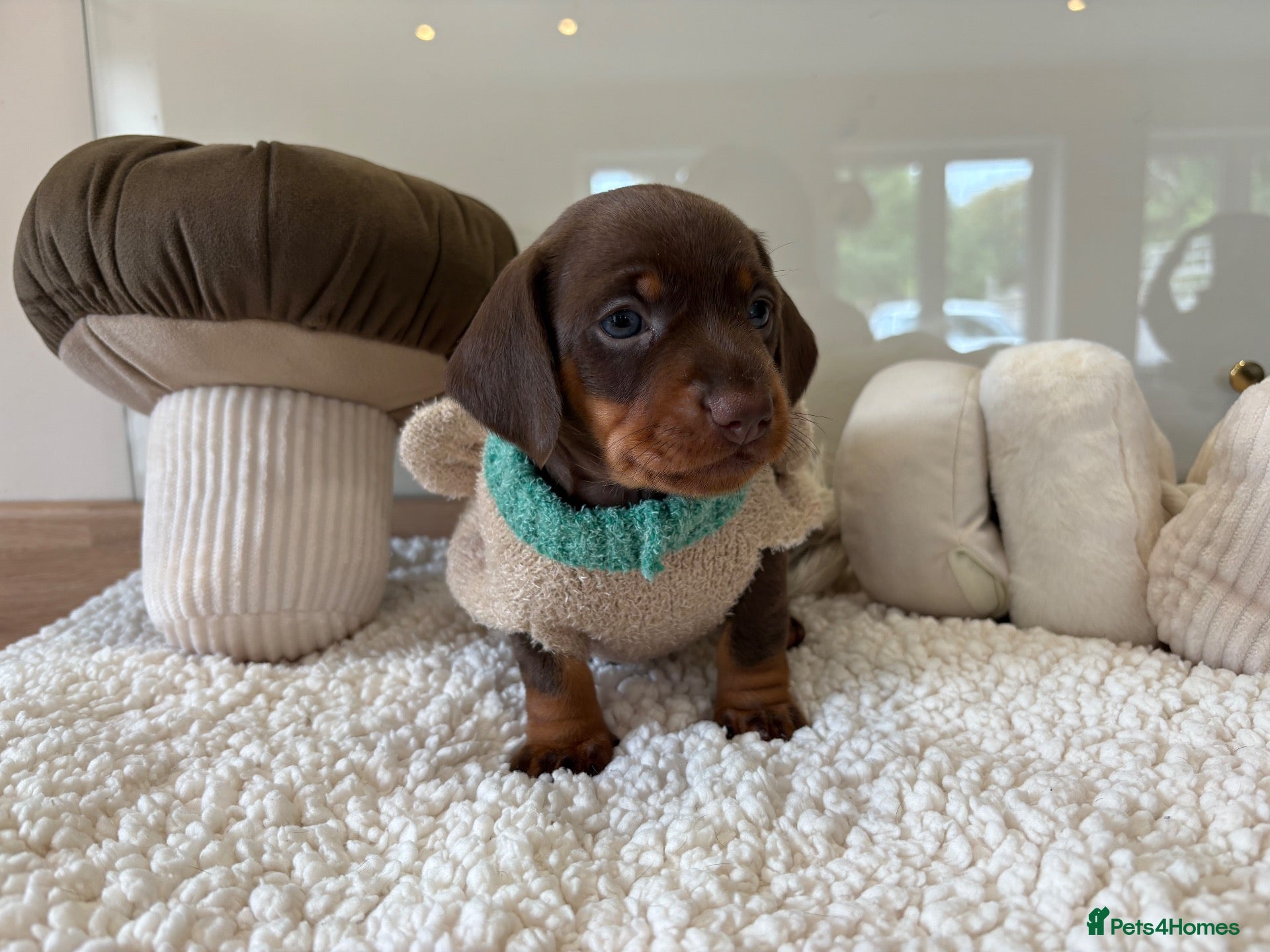 Miniature Dachshund dogs Beautiful mini dachshund girls🥰 - Advert 1