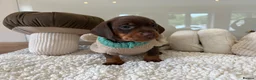 Miniature Dachshund dogs for sale: Beautiful mini dachshund girls🥰 - Advert 1