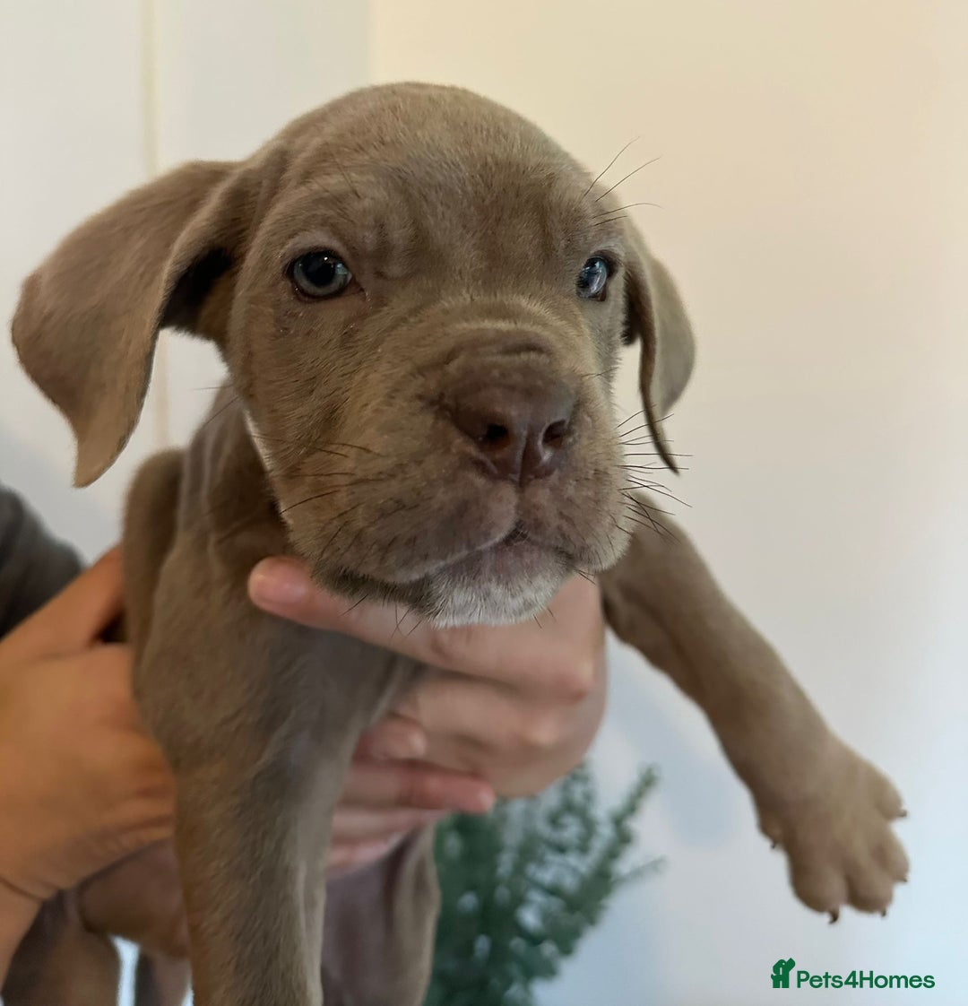 Cane Corso dogs for sale: 5 Towns Cane Corso pups,   - Image 18