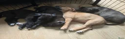 Mixed Breed dogs for sale: Tibetan Mastiff Crossbreed Pups - Advert 1