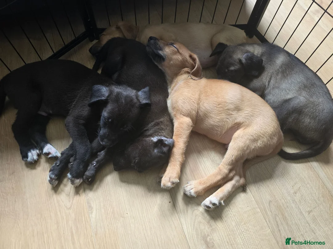 Mixed Breed dogs for sale: Tibetan Mastiff Crossbreed Pups - Advert 1