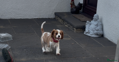 Cavalier King Charles Spaniel dogs - Advert 13