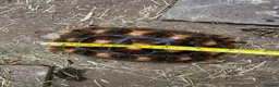 Tortoise reptiles for sale: 2 beautiful sulcata tortoise  - Advert 2