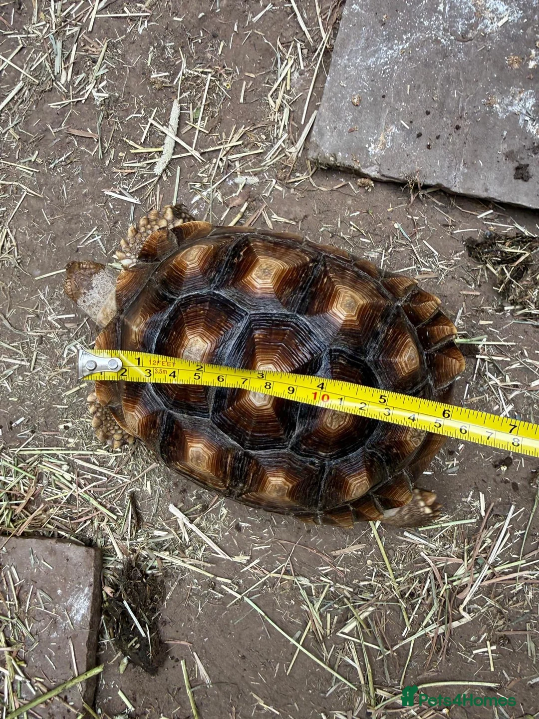 Tortoise reptiles for sale: 2 beautiful sulcata tortoise  - Advert 2