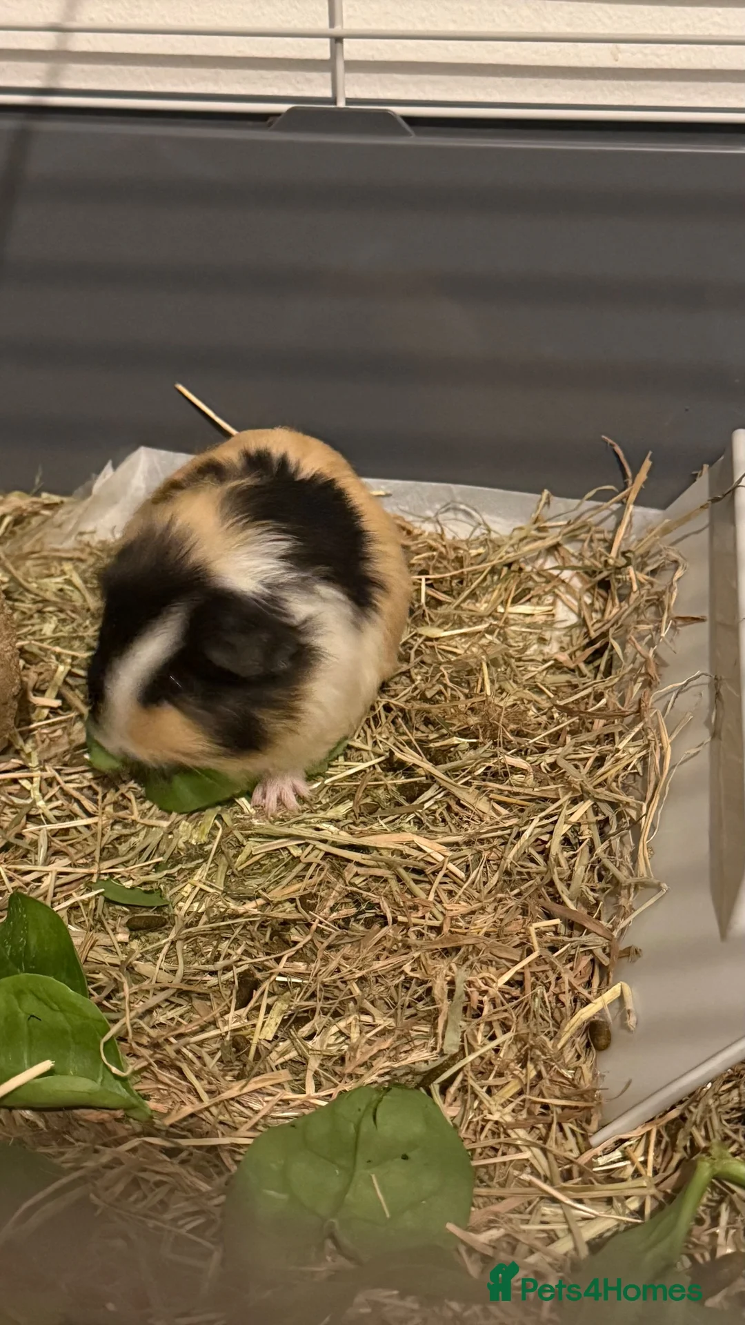 Guinea Pig rodents for sale: Two Male Guinea pigs  in Sheffield - Advert 2